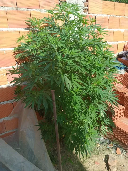 17_POLI_F-1 La planta de marihuana incautada.jpeg